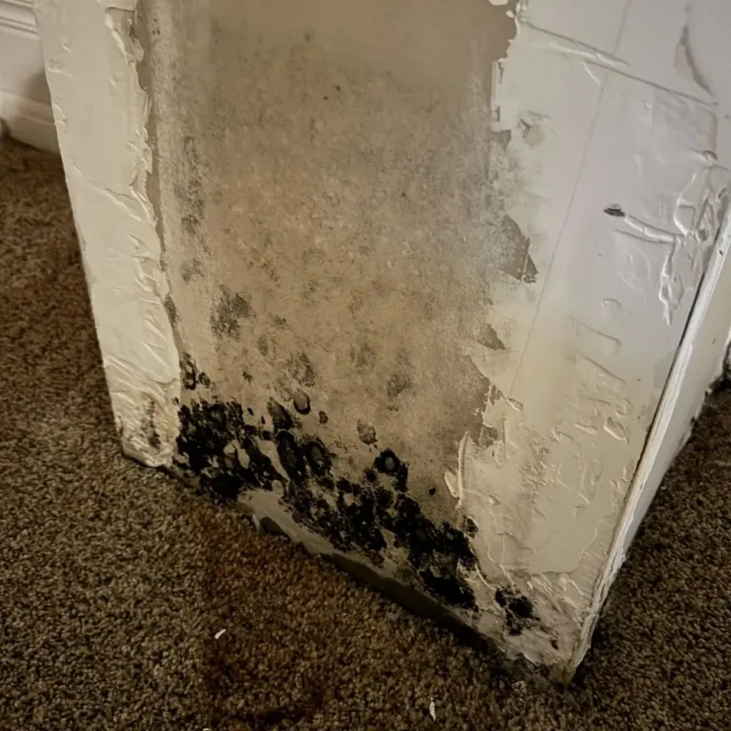 Professional Mold Removal in Westminster, CA